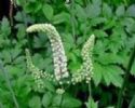 Black Cohosh Extract